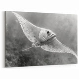 Elegant Ray Wall Art - Monochrome Marine Life Canvas & Framed Prints