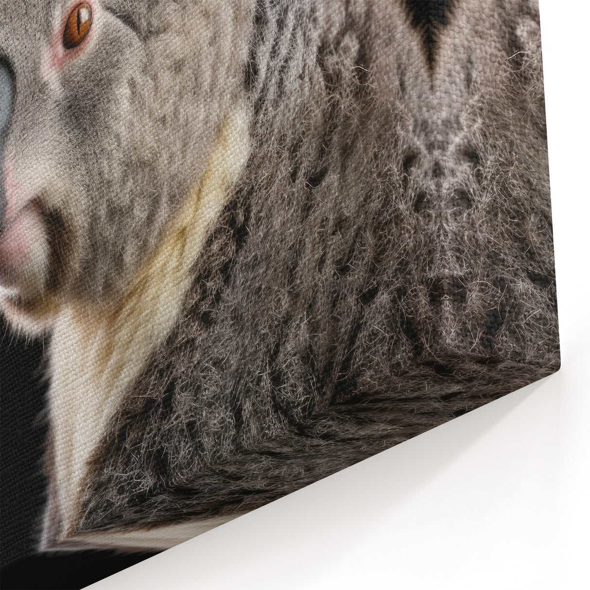 Koala Framed Canvas - Striking Wildlife Portrait in Dark Elegance