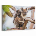 Adorable Koala Wall Art - Koala Canvas Print for Australian Wildlife Lovers