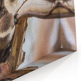 Adorable Koala Wall Art - Koala Canvas Print for Australian Wildlife Lovers