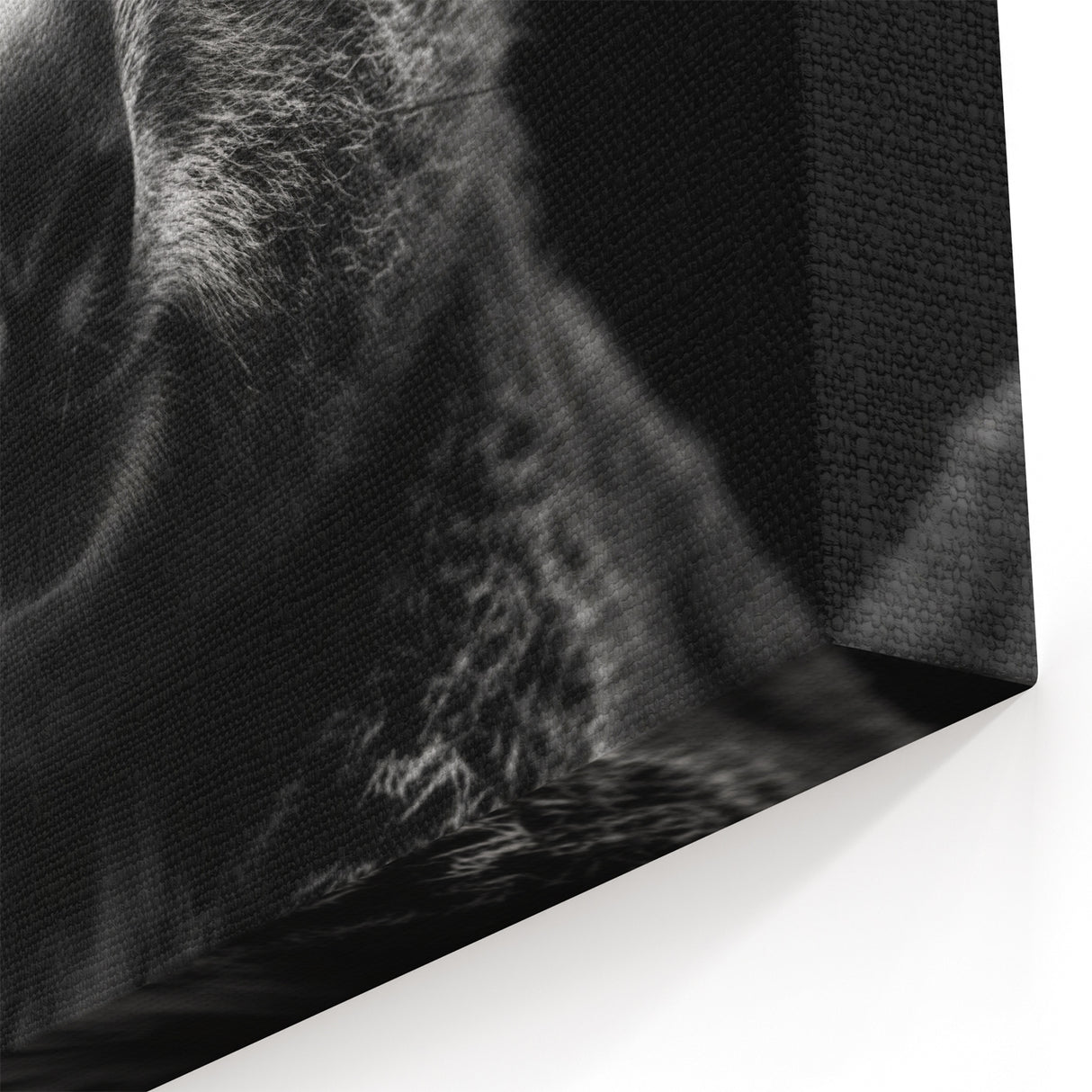 Striking Koala Wall Art - Black & White Koala Canvas Print for Modern Decor