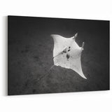 Minimalist Ray Wall Art - Striking Black & White Marine Life Prints