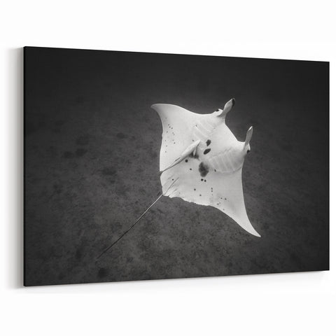 Minimalist Ray Wall Art - Striking Black & White Marine Life Prints