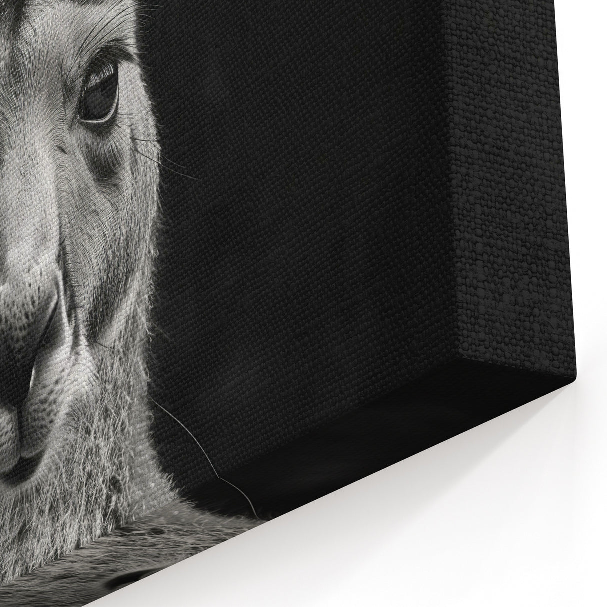 Elegant Kangaroo Portrait - Australian Wildlife Black and White Art