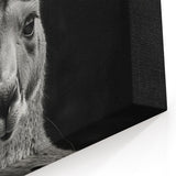 Elegant Kangaroo Portrait - Australian Wildlife Black and White Art