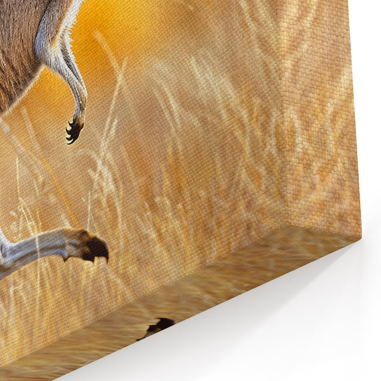 Graceful Kangaroo Wall Art - Australian Wildlife Animal Canvas Decor