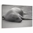 Tranquil Sea Lion Wall Art - Peaceful Marine Life Canvas & Framed Prints