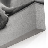 Tranquil Sea Lion Wall Art - Peaceful Marine Life Canvas & Framed Prints