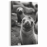 Charming Sea Lion Wall Art - Playful Marine Life Canvas & Prints