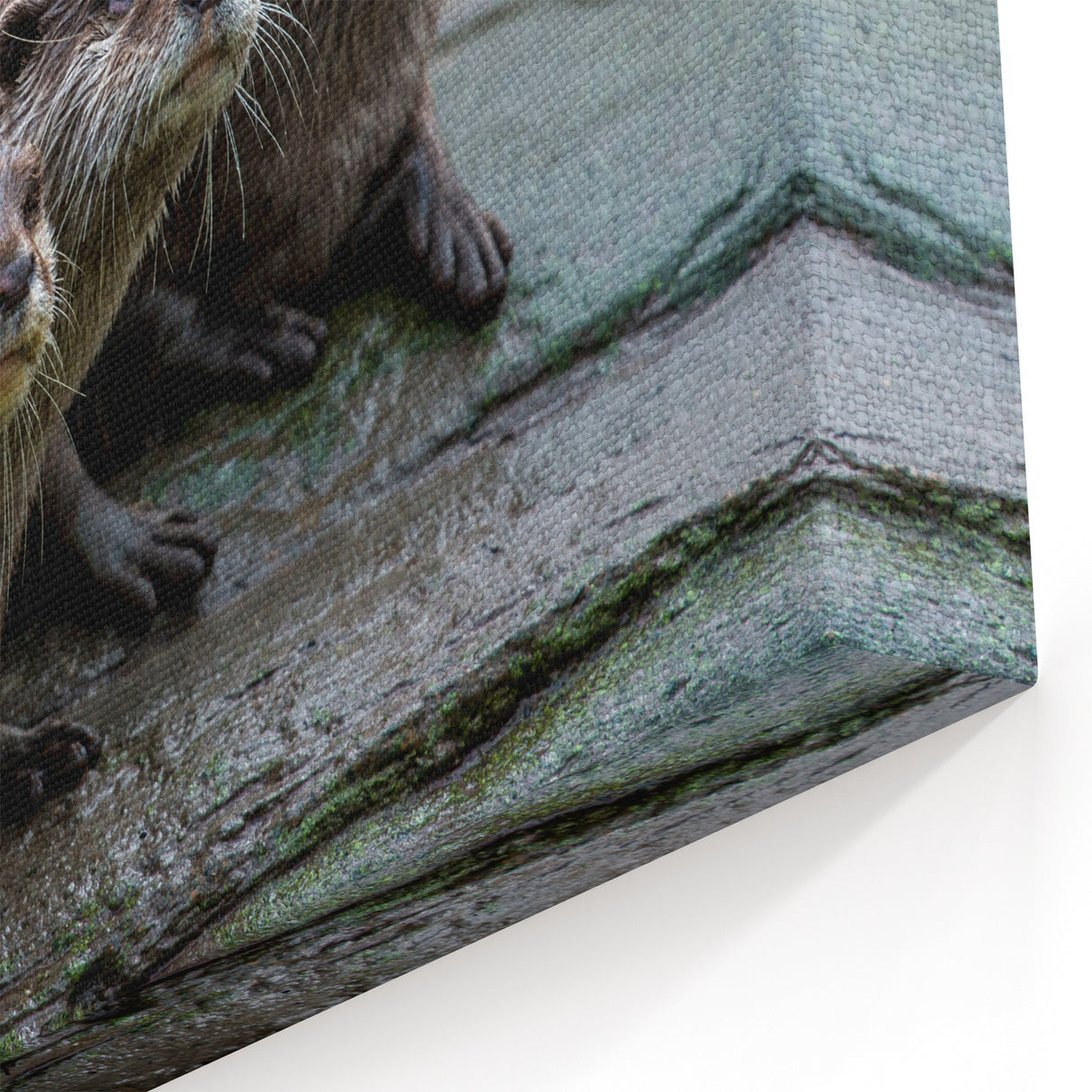 Playful Sea Otters Wall Art - Marine Wildlife Canvas & Framed Prints