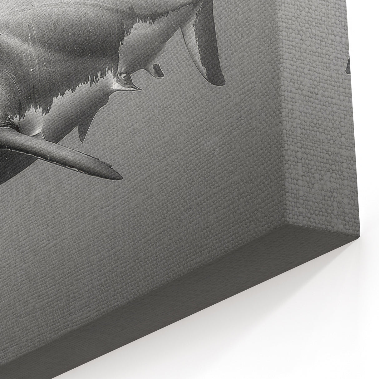 Bold Shark Wall Art - Marine Life Canvas & Framed Black & White Print