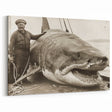 Vintage Shark Wall Art - Historic Marine Life Canvas & Framed Print