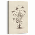 Vintage Botanical Art - Wildflower Ink Sketch Canvas Print