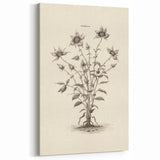 Vintage Botanical Art - Wildflower Ink Sketch Canvas Print