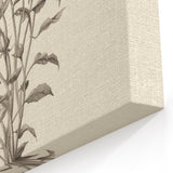 Vintage Botanical Art - Wildflower Ink Sketch Canvas Print
