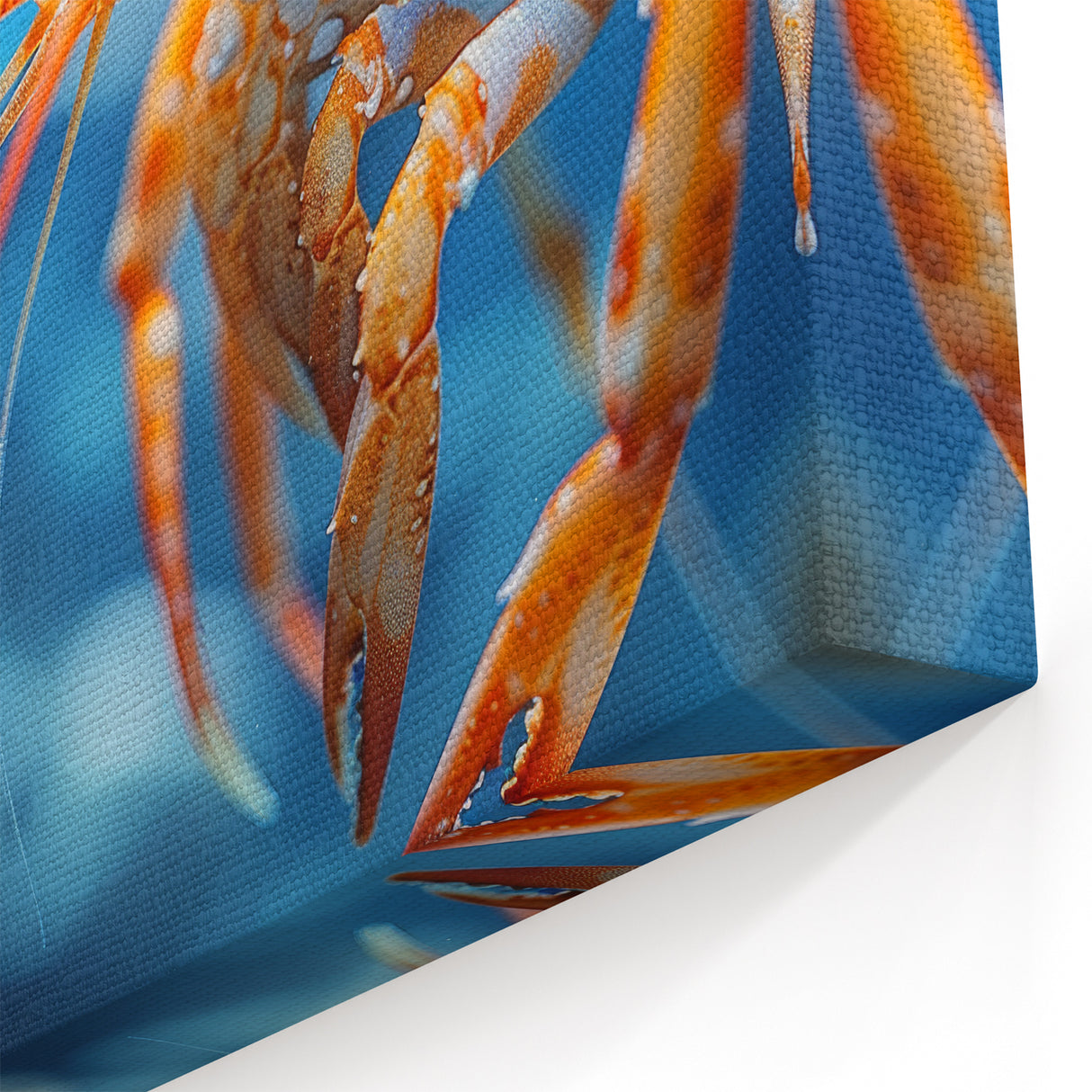 Vivid Underwater Shrimp Art - Marine Life Canvas & Coastal Decor