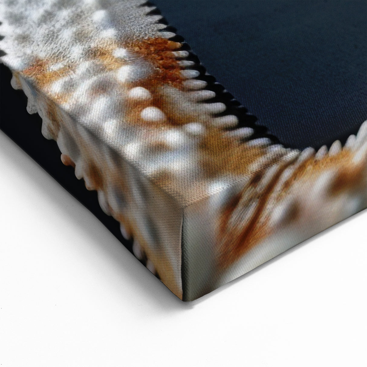 Intricate Starfish Wall Art - Marine Life Canvas & Framed Prints