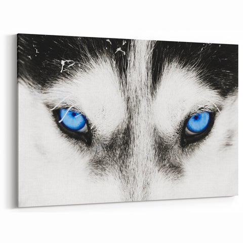 Intense Blue Eyes Wolf Art - Striking Canvas, Framed, and Acrylic Prints