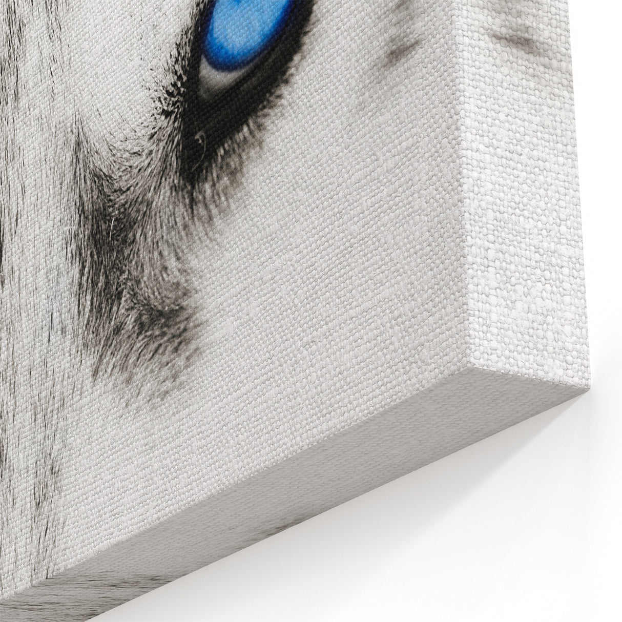 Intense Blue Eyes Wolf Art - Striking Canvas, Framed, and Acrylic Prints