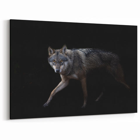 Stealthy Wolf in the Night Art - Dramatic Canvas, Framed, and Acrylic Prints