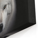 White Wolf Intense Gaze Art - Striking Canvas, Framed, and Acrylic Prints