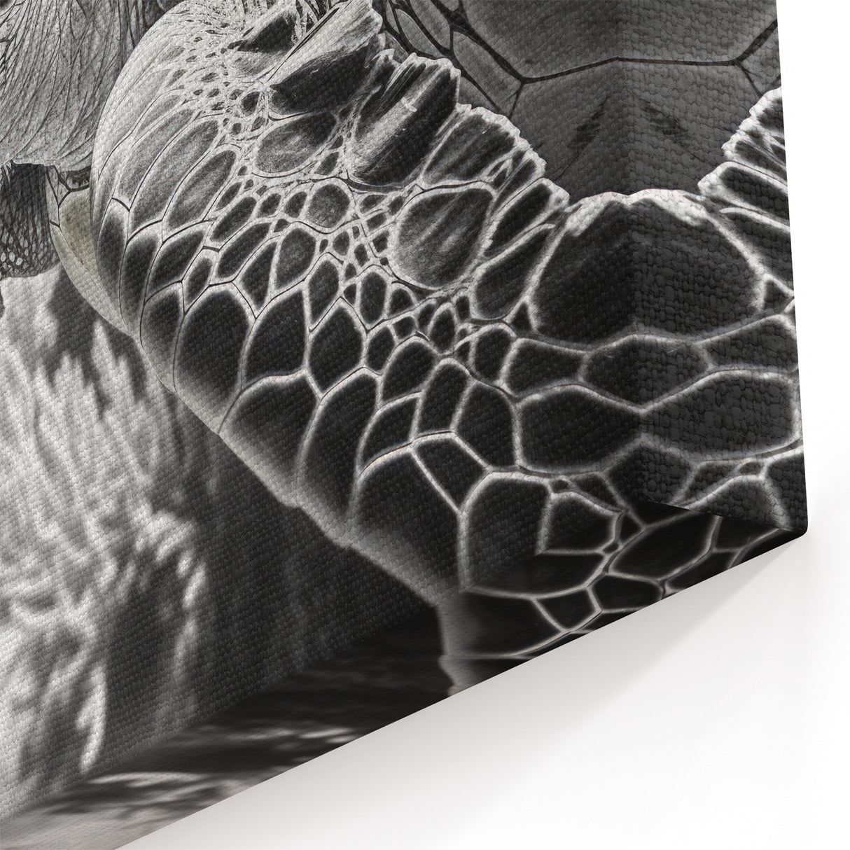 Majestic Turtle Wall Art - Stunning Marine Life Canvas Print for Ocean Decor