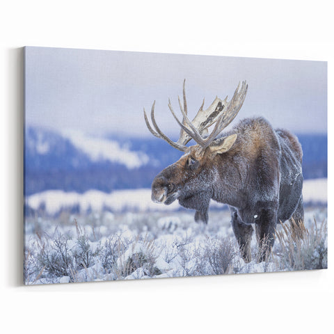 Winter Moose in Snow - Stunning Wildlife Canvas & Framed Art Print