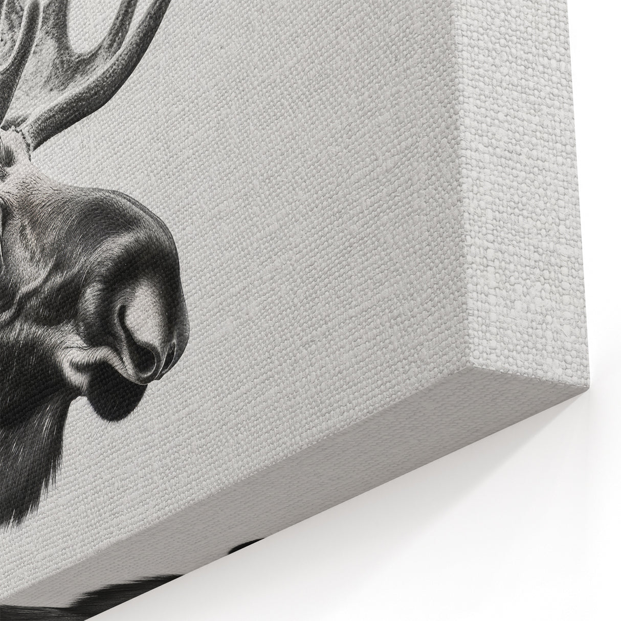 Black & White Moose Portrait - Elegant Wildlife Canvas & Art Prints