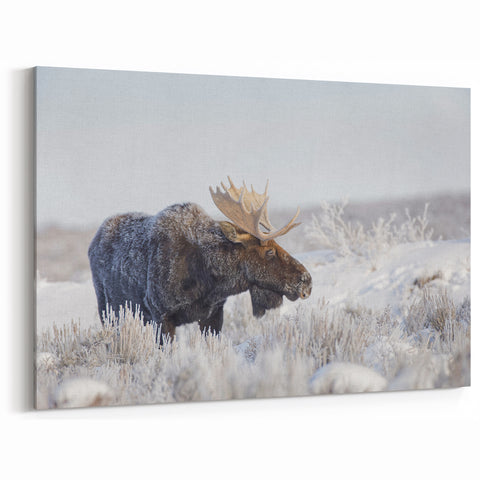 Winter Moose in Frosty Landscape - Scenic Wildlife Canvas & Art Print