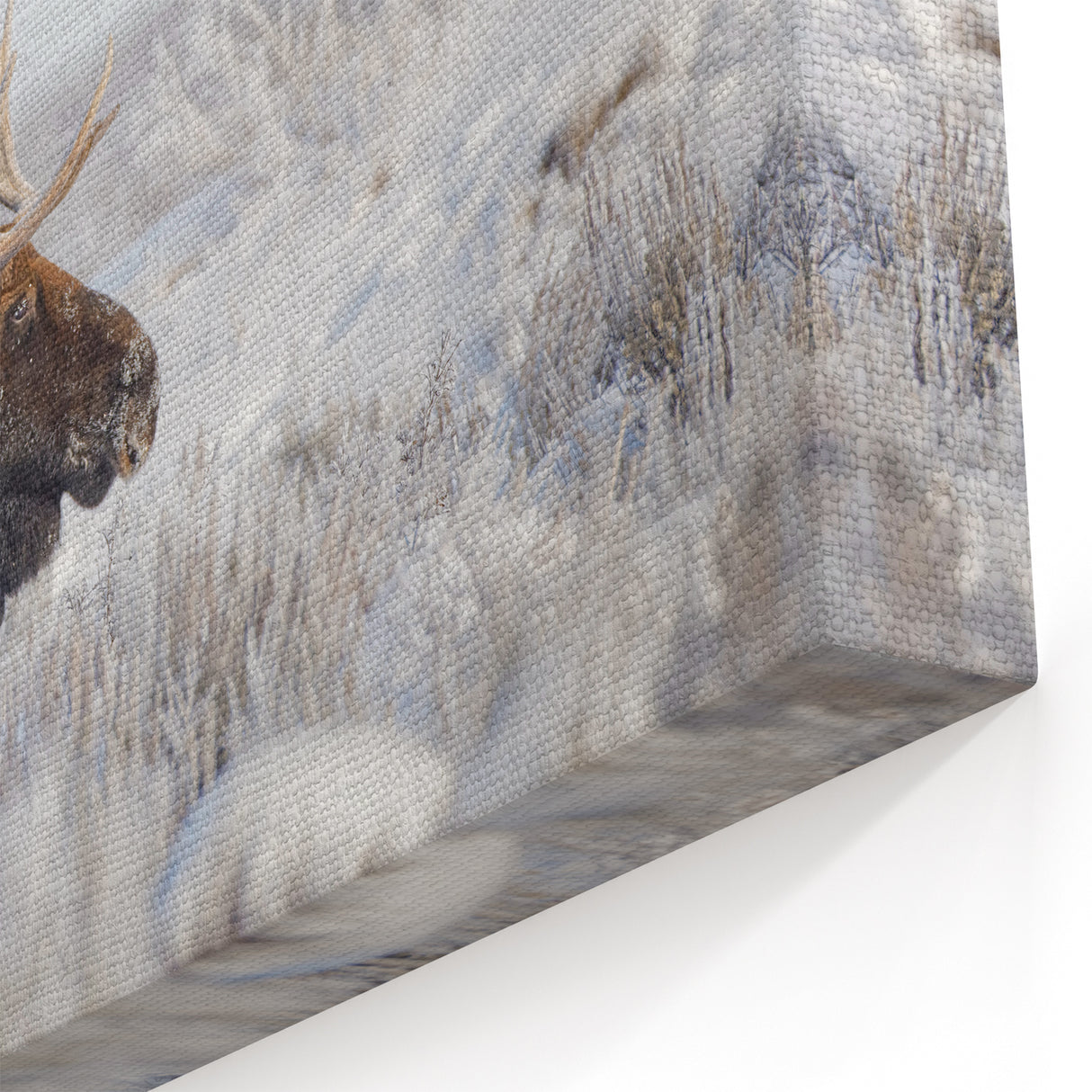 Winter Moose in Frosty Landscape - Scenic Wildlife Canvas & Art Print