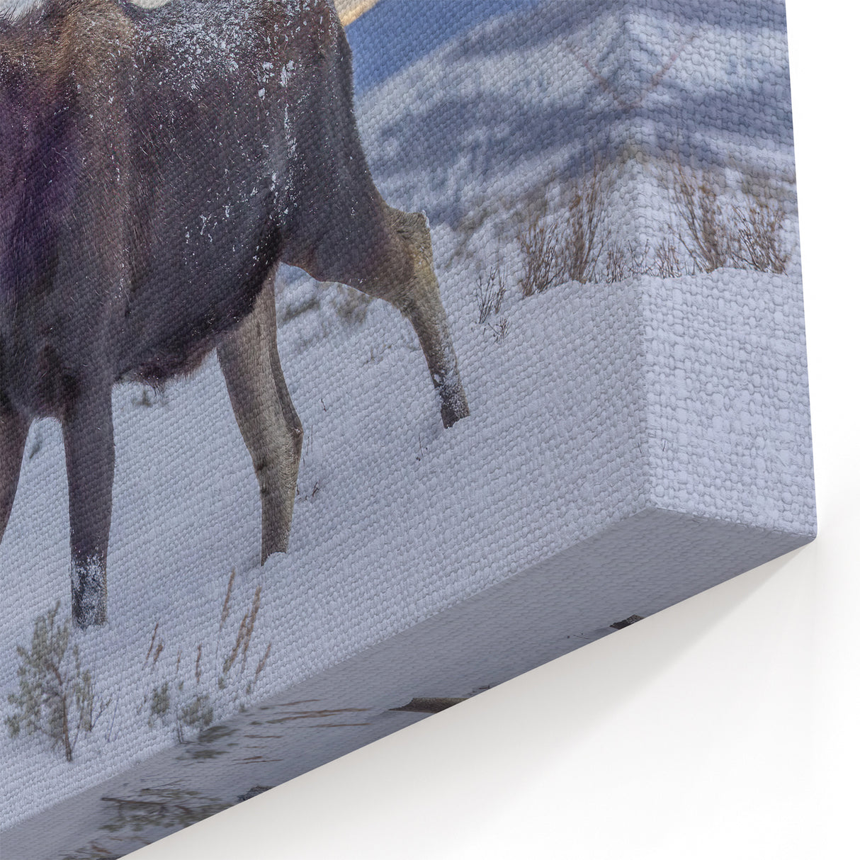 Majestic Moose in Winter - Scenic Wildlife Canvas & Framed Art Print