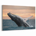 Breaching Whale at Sunset Wall Art - Ocean Canvas & Framed Print