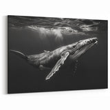 Black and White Whale Art - Underwater Ocean Decor - Canvas & Print