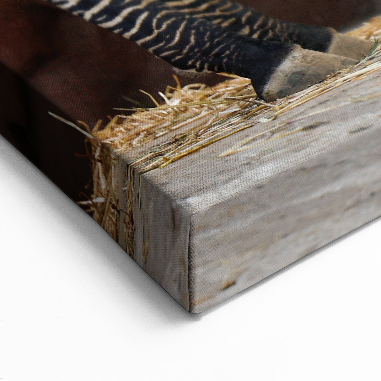 Realistic Zebra Wall Art - Classic Safari Canvas Print