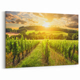Sunlit Vineyard Landscape - Beautiful Nature Canvas Wall Art