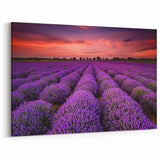 Serene Fields Art Print - Lavender Fields at Sunset with Fiery Sky