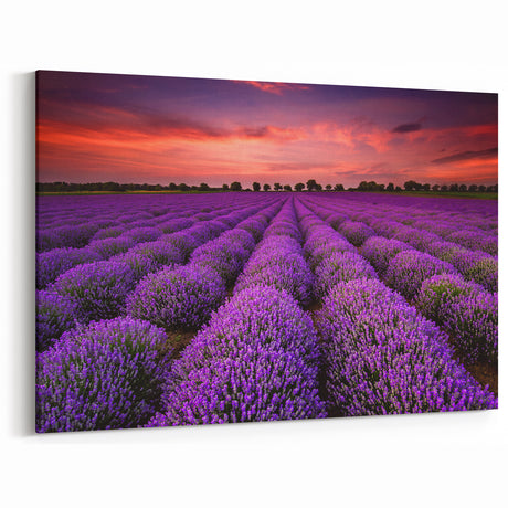 Serene Fields Art Print - Lavender Fields at Sunset with Fiery Sky