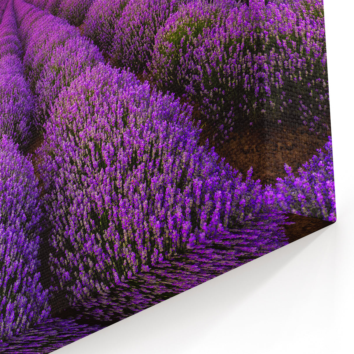 Serene Fields Art Print - Lavender Fields at Sunset with Fiery Sky