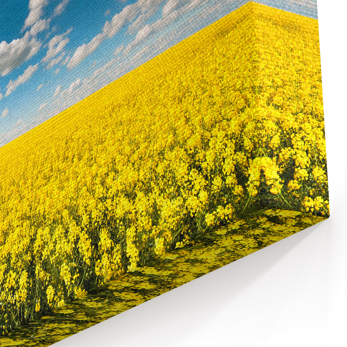 Field Landscape Wall Art - Golden Yellow Fields Under Vibrant Blue Sky