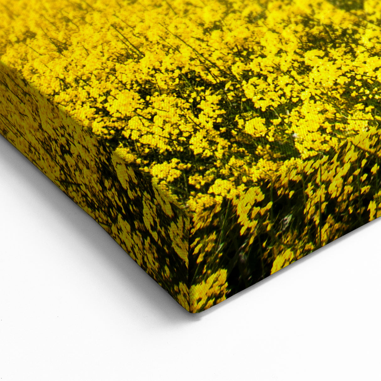 Field Landscape Wall Art - Golden Yellow Fields Under Vibrant Blue Sky