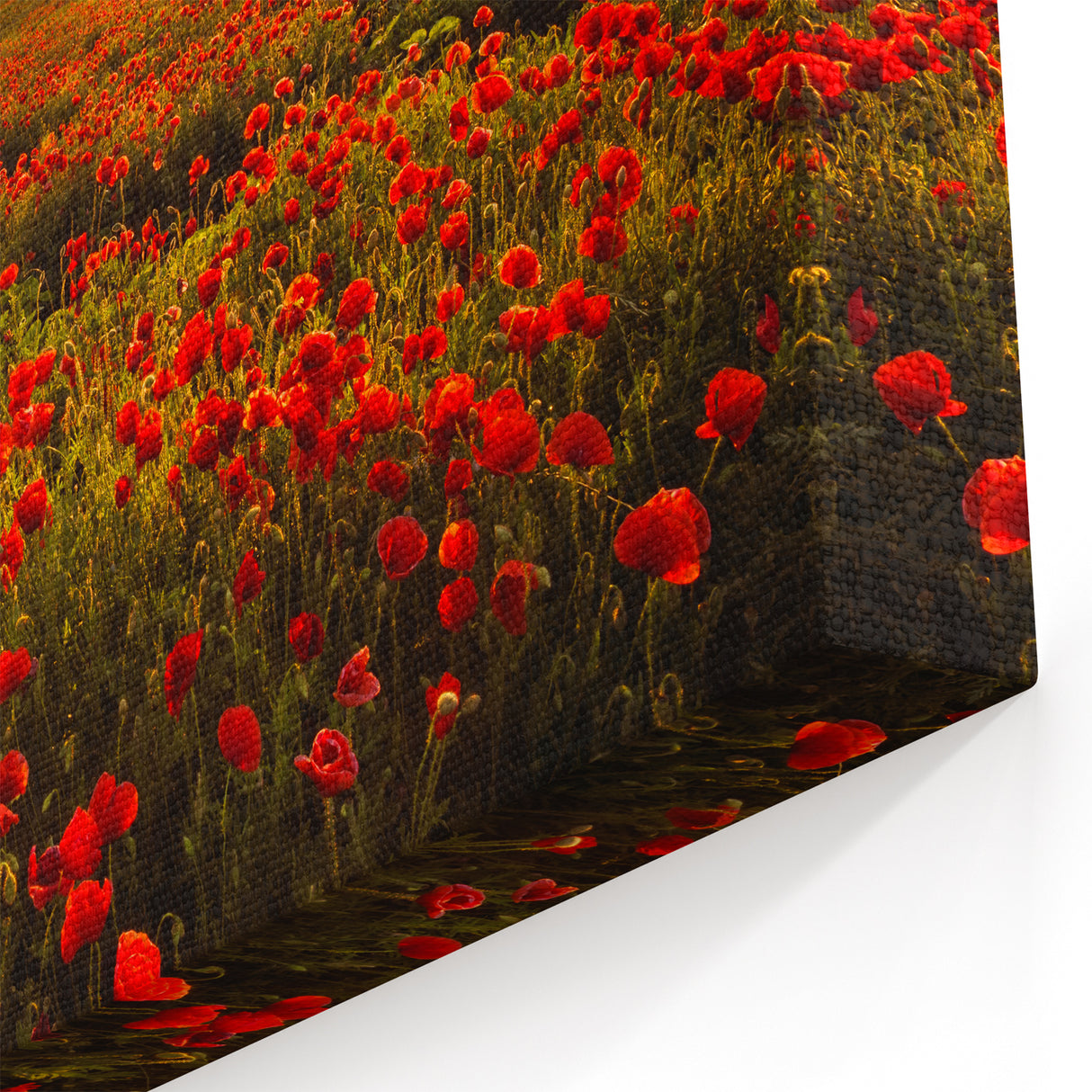 Fields Landscape Acrylic Prints - Golden Sunset Over Red Poppy Fields