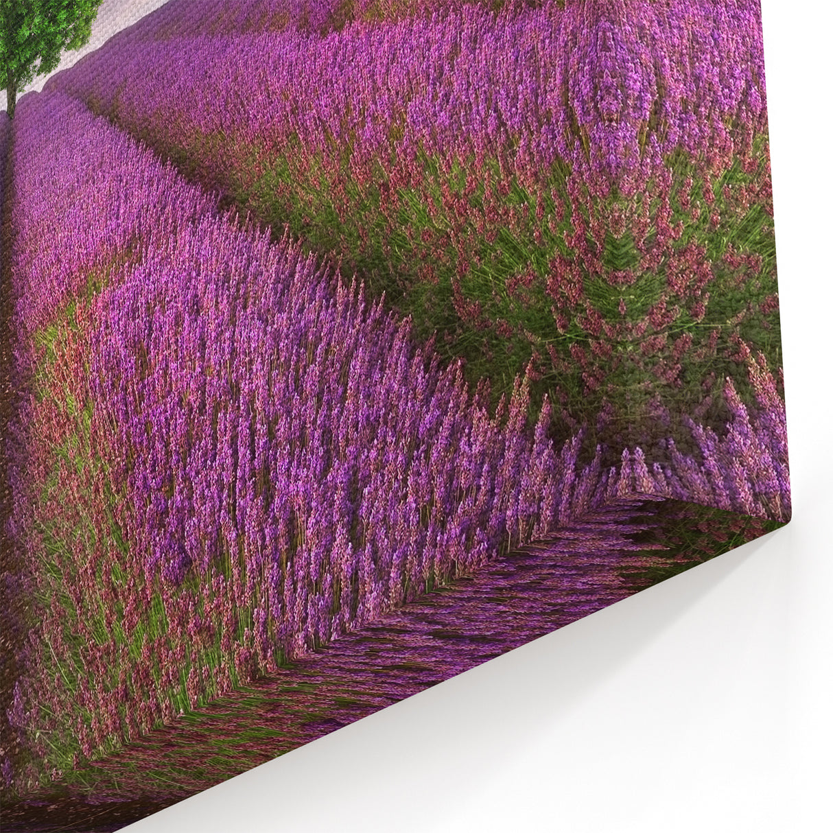 Fields Landscape Acrylic Prints - Lavender Fields with Tree at Sunset