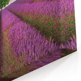 Fields Landscape Acrylic Prints - Lavender Fields with Tree at Sunset