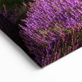 Fields Landscape Acrylic Prints - Lavender Fields with Tree at Sunset