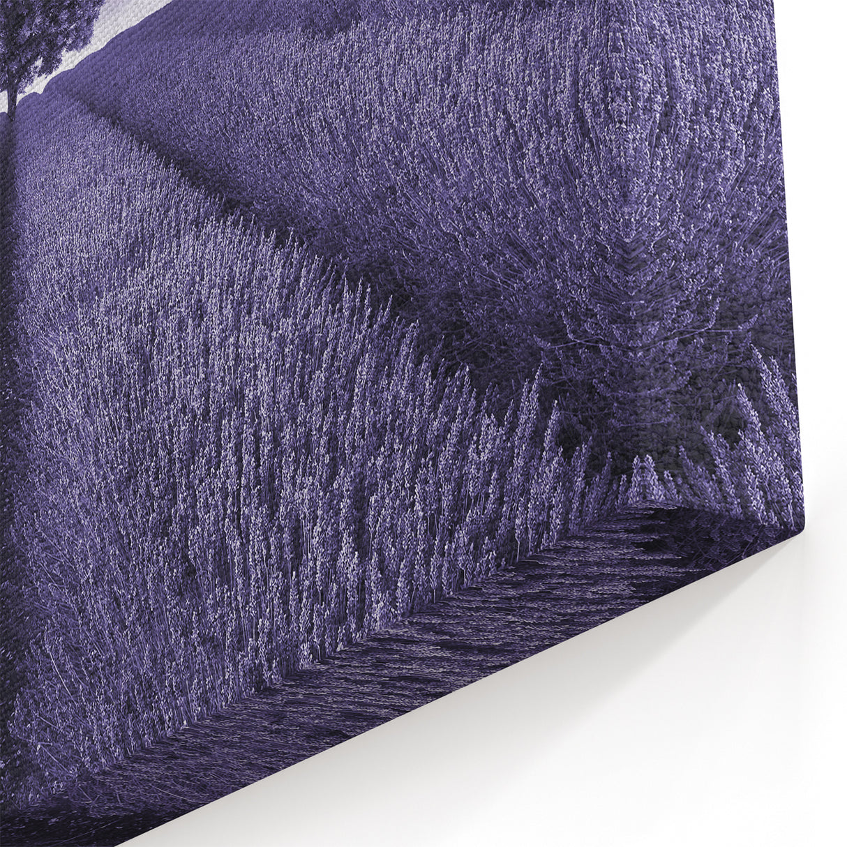 Fields Landscape Acrylic Prints - Monochrome Lavender Field with Tree