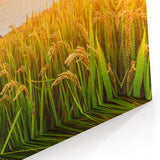 Rolling Fields Canvas Art - Golden Wheat Field at Sunset Landscape Print