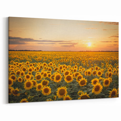 Serene Fields Art Print - Golden Sunflower Field at Sunset Landscape