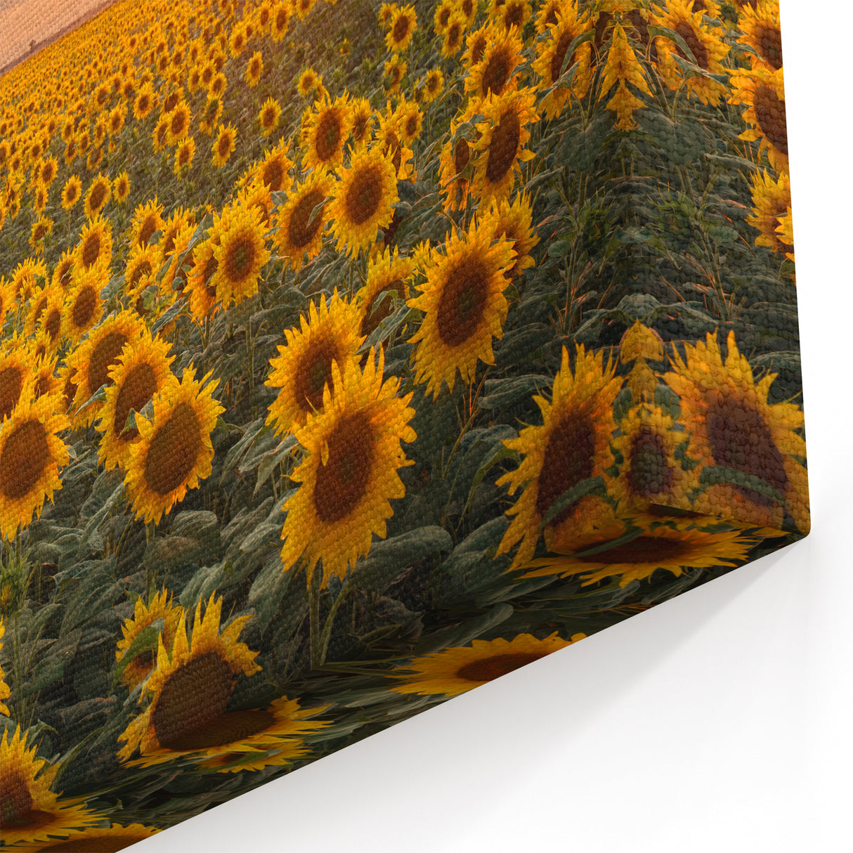 Serene Fields Art Print - Golden Sunflower Field at Sunset Landscape