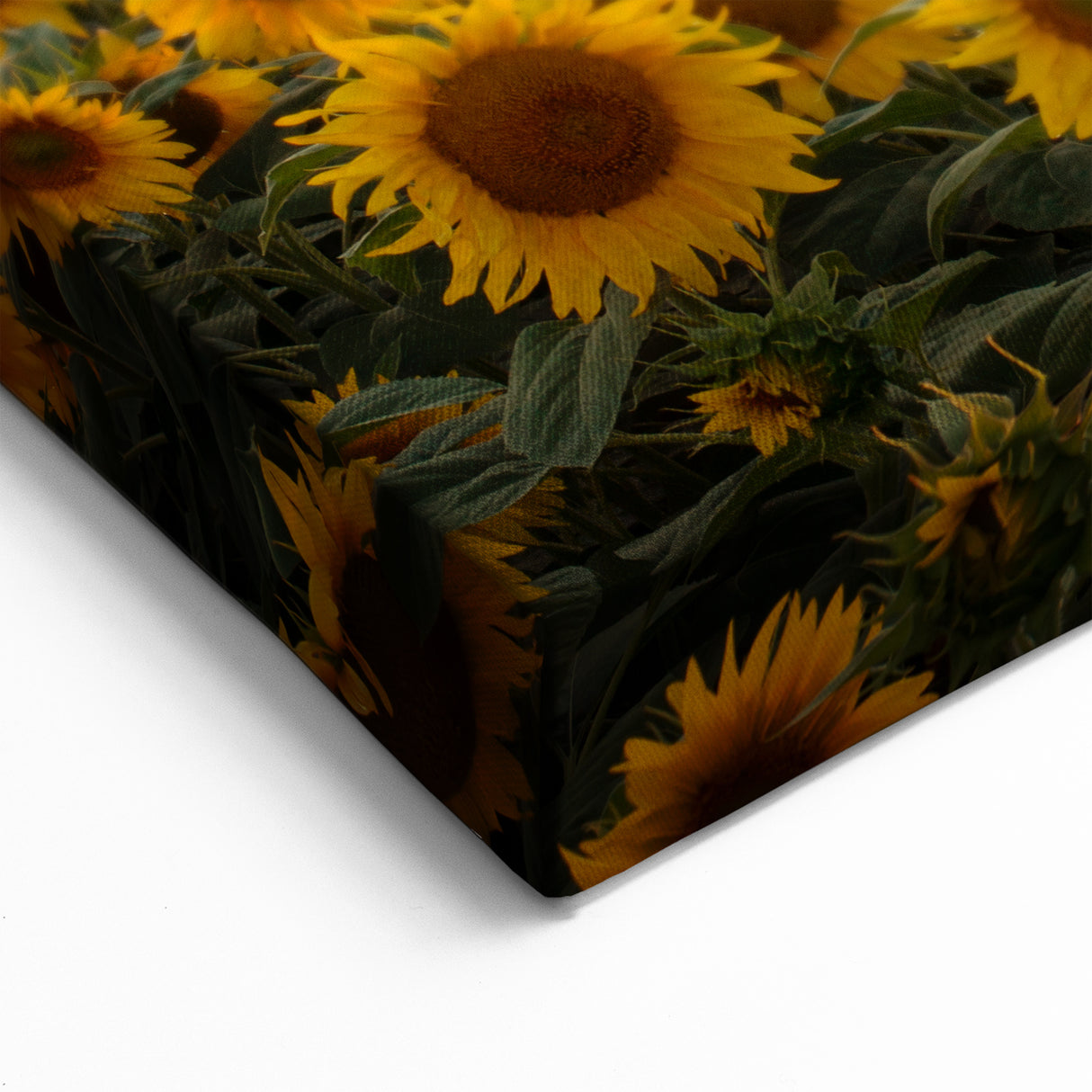 Serene Fields Art Print - Golden Sunflower Field at Sunset Landscape