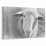 Serene Sheep Wall Art - Rustic Farm Animal Canvas Print
